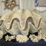 Giant clam