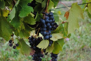 grapes