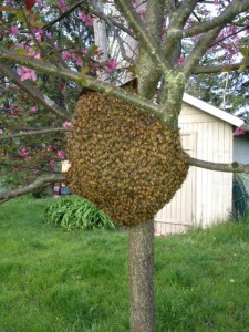 swarm swarm