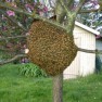 swarm