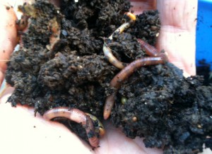 worms worms