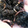 worms
