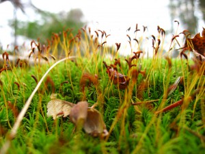 UP moss UP moss