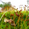 UP moss