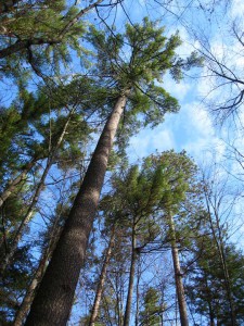 old growth pines old growth pines