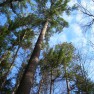 old growth pines