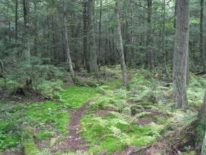 Michigan Forest Michigan Forest