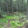 Michigan Forest
