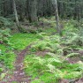 Michigan Forest