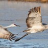 Flying cranes