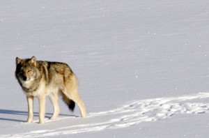 GRAY WOLF GRAY WOLF