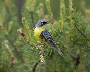Kirtland's warbler