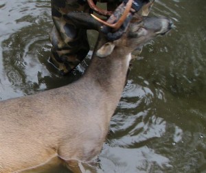 Deer dead from EHD