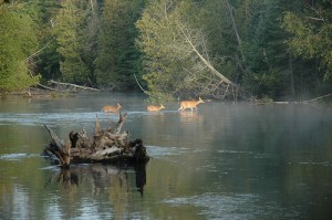 Deer on Au Sable