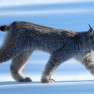 Lynx