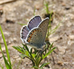Karner blue butterfly