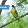 Warbler_SeeYou V2