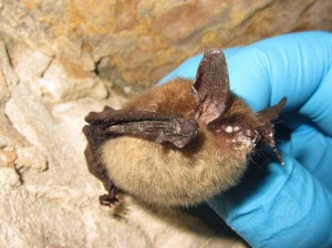 NLEB with white nose syndrome_courtesy USFWS via Flickr NLEB with white nose syndrome_courtesy USFWS via Flickr