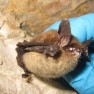 NLEB with white nose syndrome_courtesy USFWS via Flickr