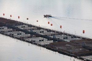 Net pen fish farm
