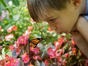 Boy studies monarch butterfly courtesy USFWS via Flickr Boy with monarch butterfly