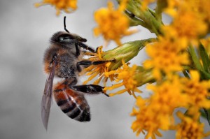 Honey bee