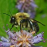 Bumblebee_courtesy Ettore Balocchi via Flickr